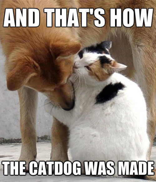 funny-dogs-and-cats-memes.jpg