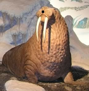 Walrus.bmp