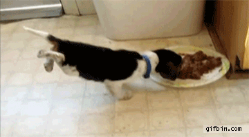 1332441424_puppy_eating_while_balancing_on_front_legs.gif