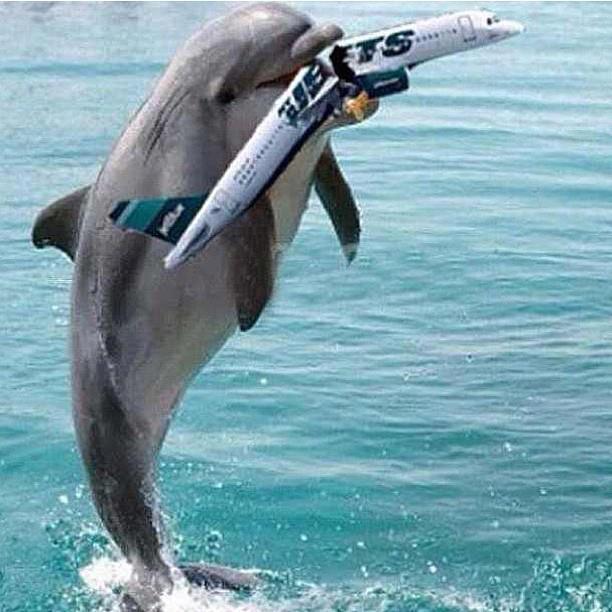 dolphinsoverjets.jpg